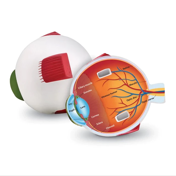Learning Resources Cross-Section Human Eye Model