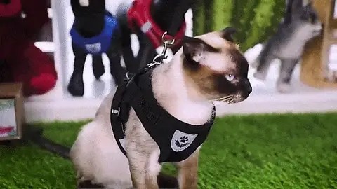 Cat Vest, Harness and Leash Set
