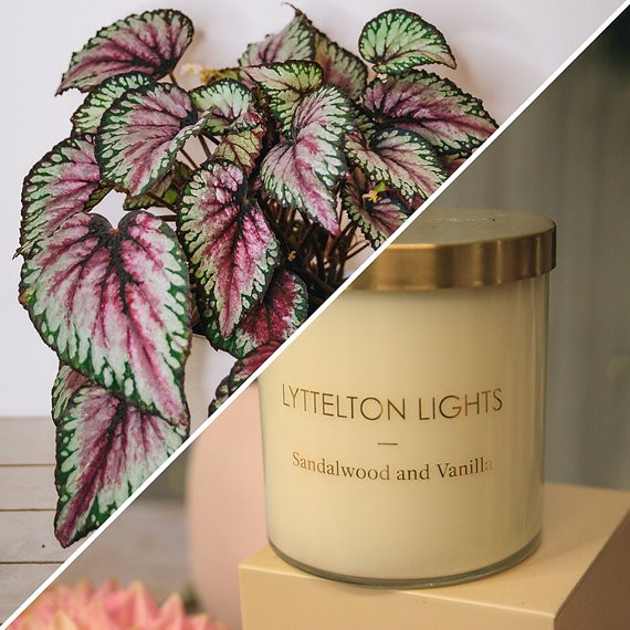 Mother's Day plant + candle bundle