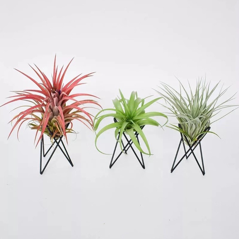 Nordic Style Air Plant Holder  Metal Flower Pot Stand, Geometric Iron Tillandsia Holder, Art Display for Home & Garden