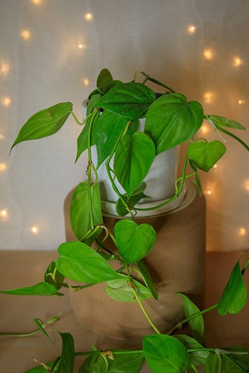 Philodendron hederaceum "Heartleaf Philodendron"