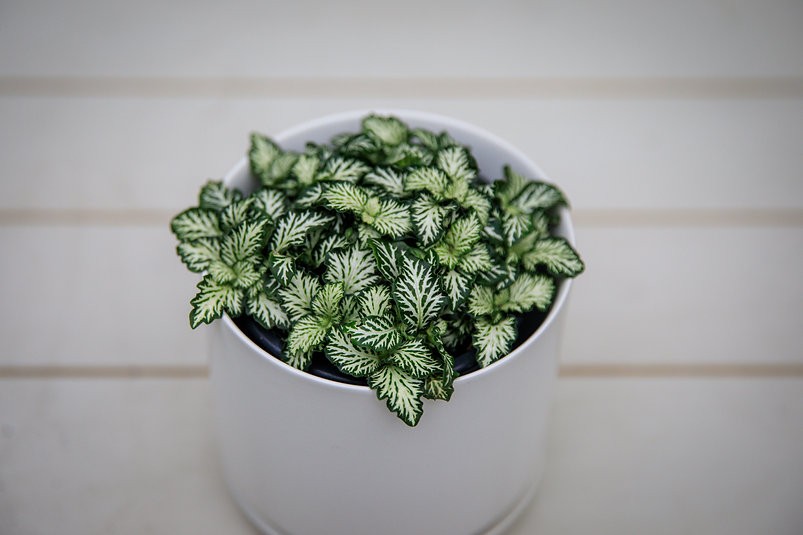 Colorful fittonia