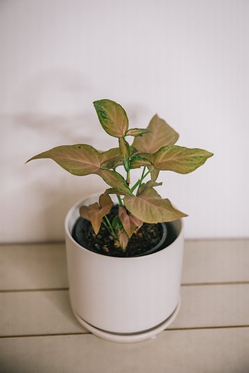Syngonium 'Maya Red'
