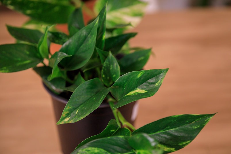 Epipremnum aureum "Golden Pothos"