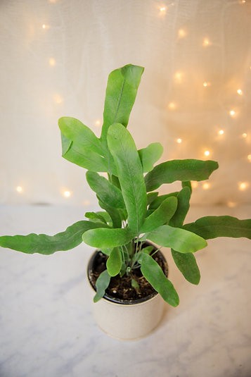 Phlebodium aureum "Blue Star Fern"