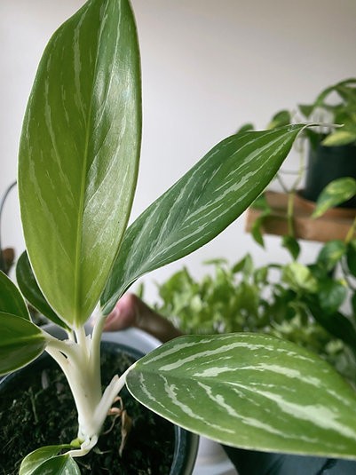 Aglaonema White Stem Beauty