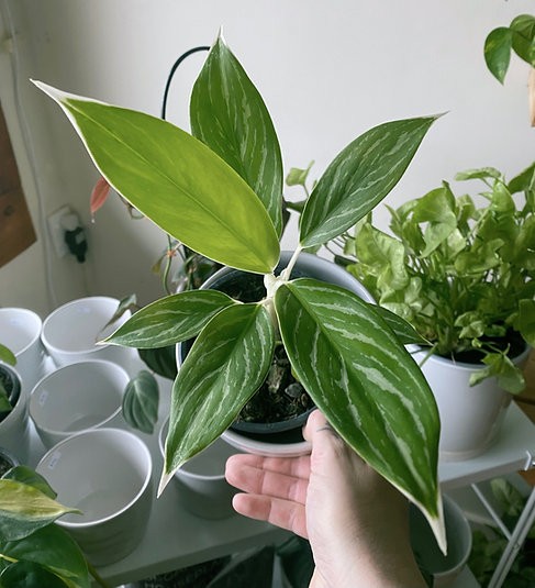 Aglaonema White Stem Beauty