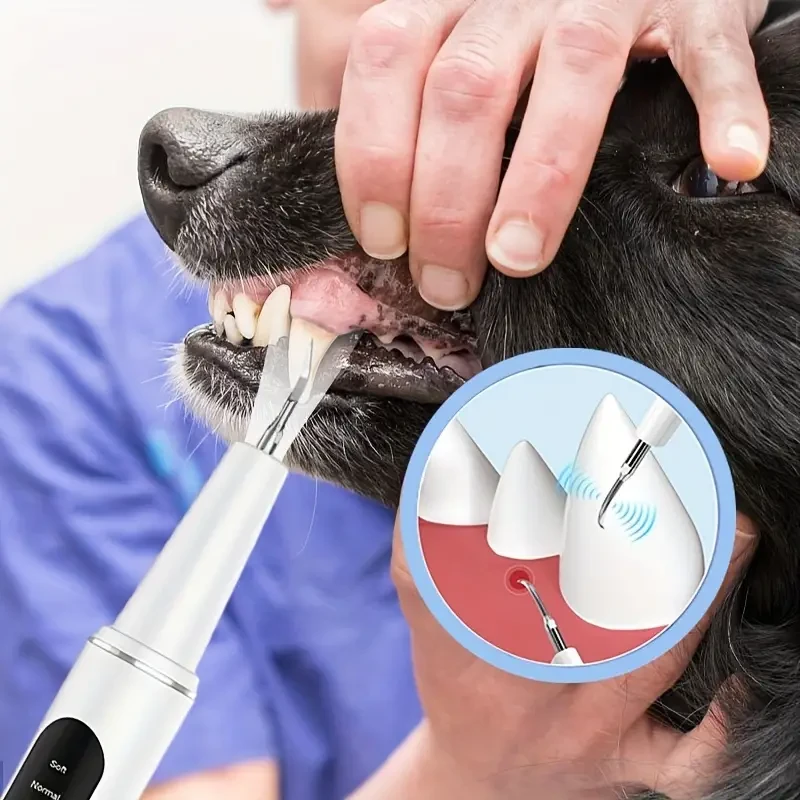 Pet Electric Tooth Cleaner 4 Modes to Remove Teeth Stains and Stones
