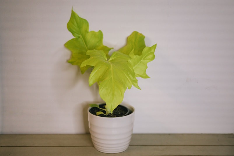 Philodendron selloum "Gold"
