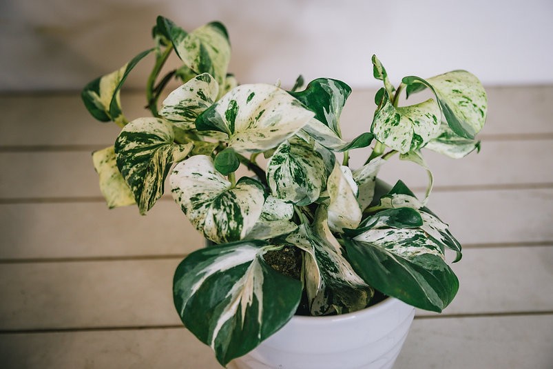Manjula pothos