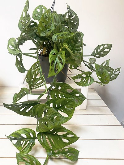 Monstera monkey mask