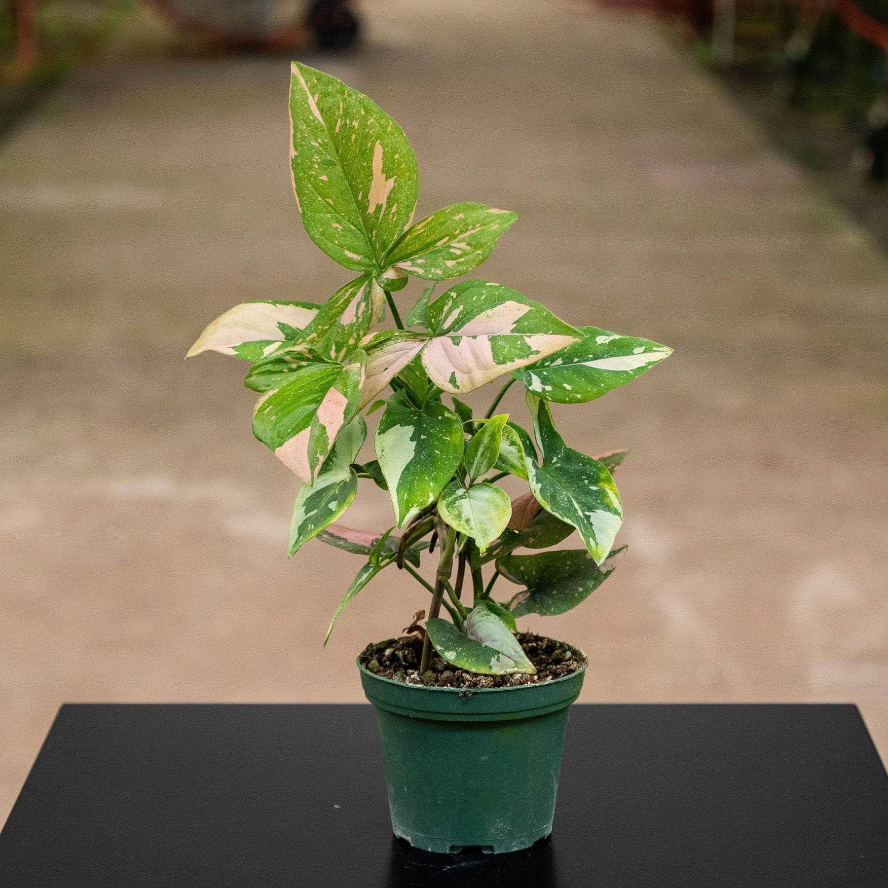 Syngonium podophyllum