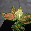 Aglaonema 'Lucky Red'