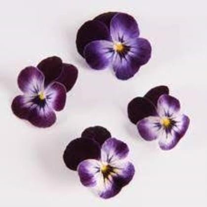 Flowers Edible Viola