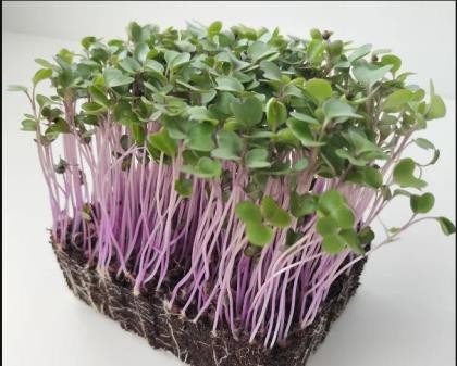 Micro Pink Kohlrabi