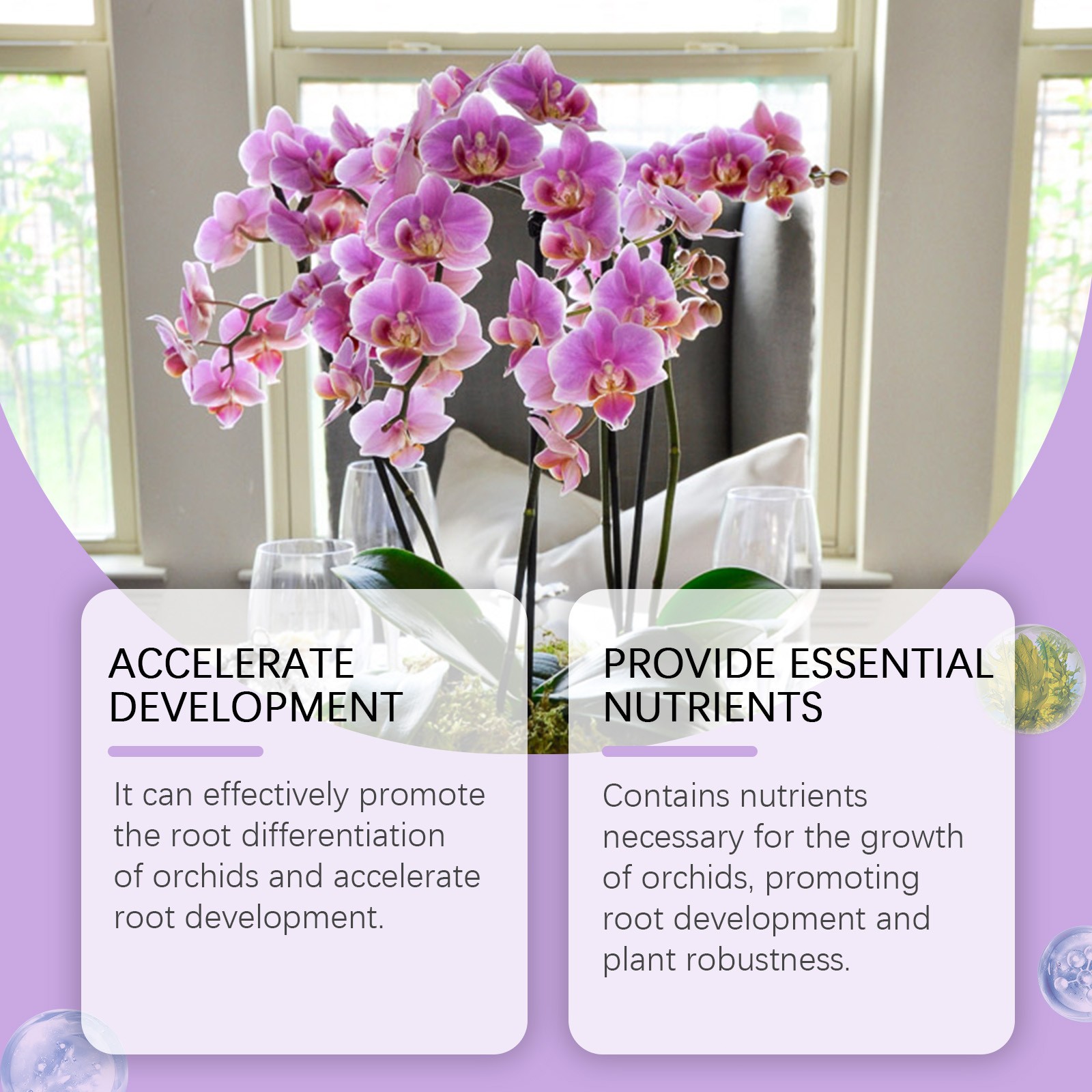 Orchid Plant Growth Stimulator Flower Green Plant Special Nutrient Solution