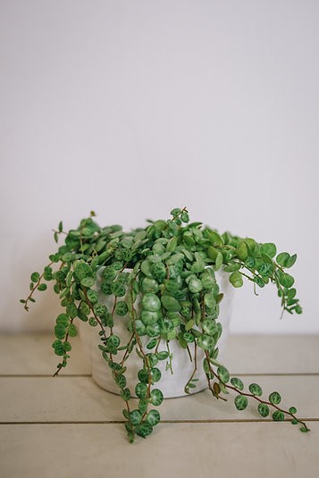 Peperomia prostrata "String of Turtles"