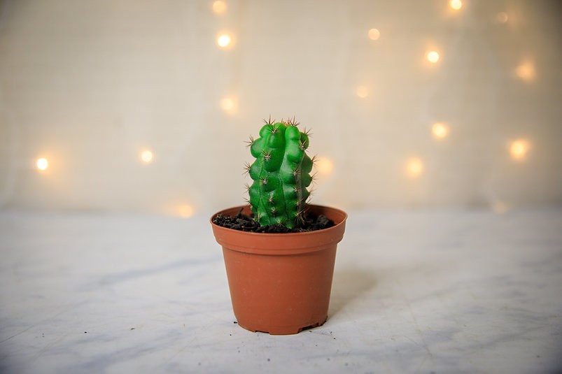 Trichocereus pachanoi monstrose