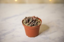 Frithia pulchra "fairy elephant's feet"