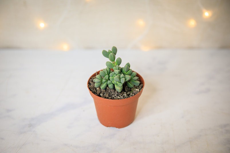 Corpuscularia lehmannii "Ice Plant"