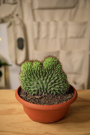 Echinocactus grusonii forma cristata