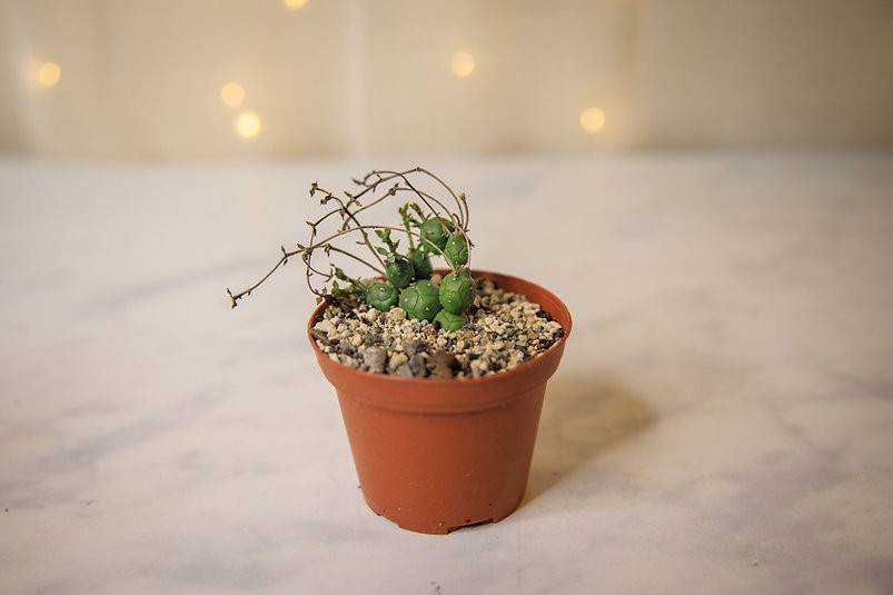 Euphorbia globosa