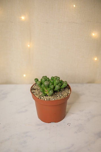 Baby Toes Succulent "Fenestraria rhopalophylla"