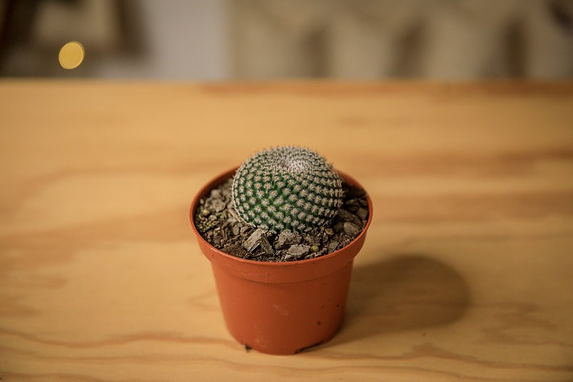 Button Cactus (Epithelantha micromeris)