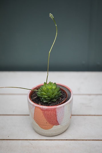 Haworthia cymbiformis