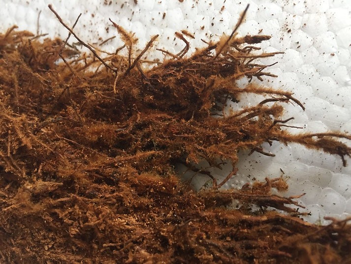 Tree Fern Fiber