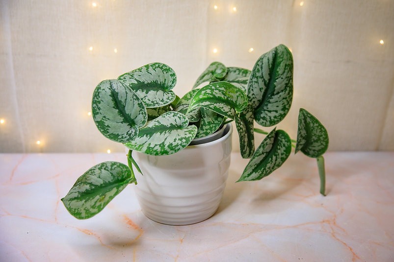 Epipremnum pictus "Trebie Pothos"