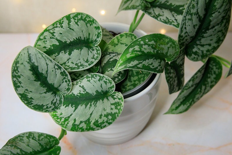 Epipremnum pictus "Trebie Pothos"