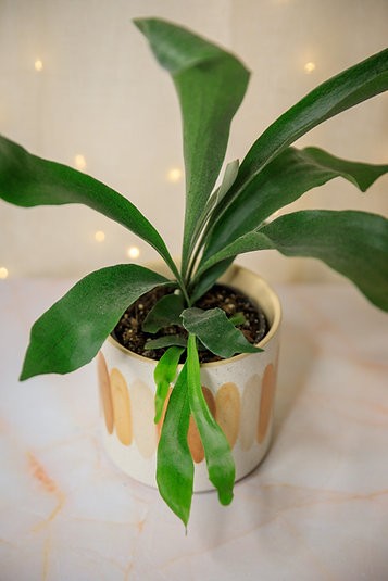 Staghorn Fern