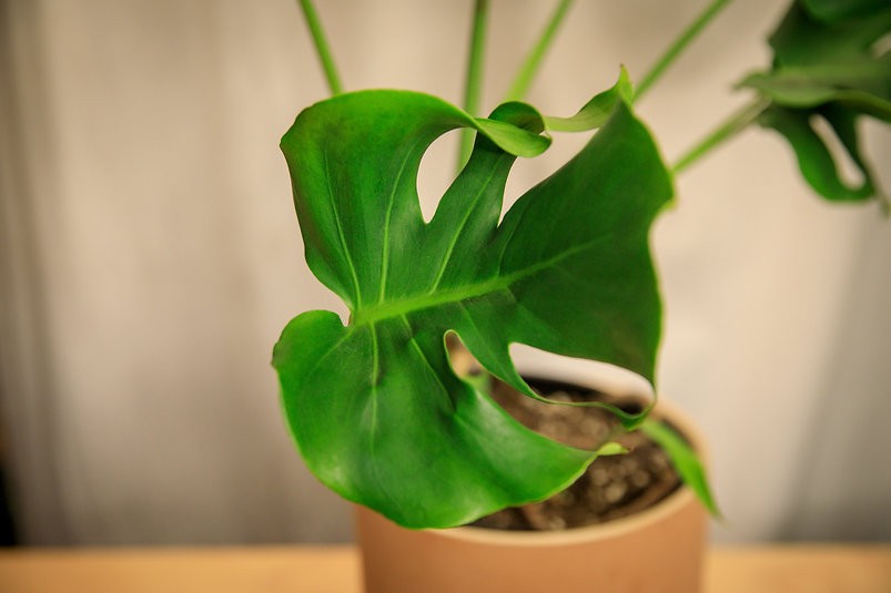 Mutant Monstera "crumpliosa"