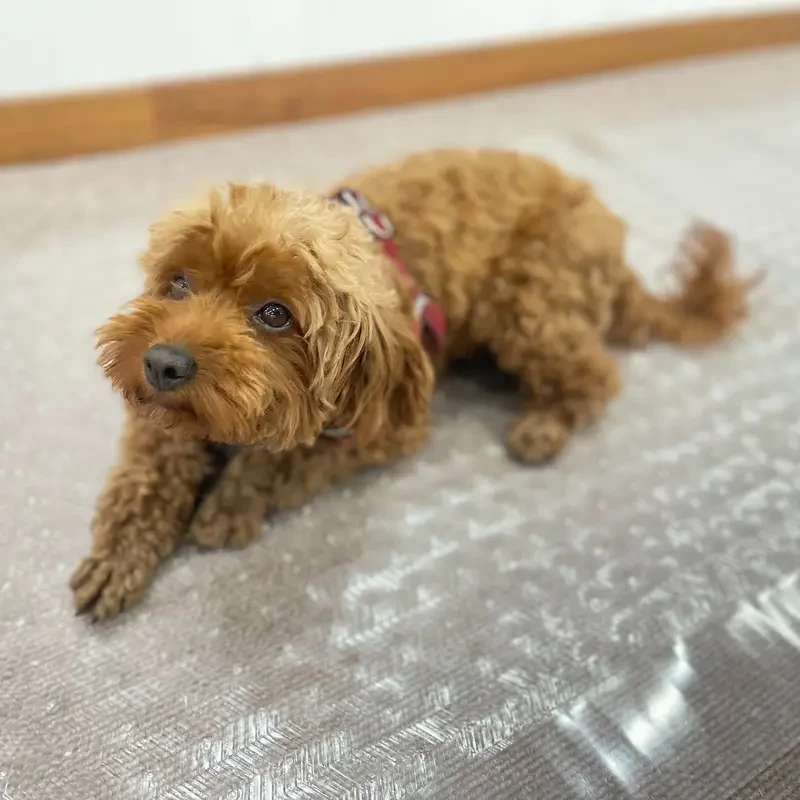 Clear Runner Mat