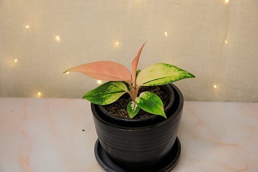 Aglaonema "Favonian"