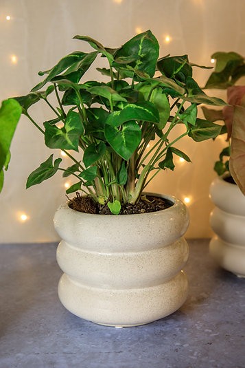 Syngonium "Robusta Green"