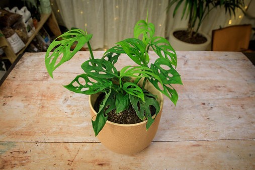 Monstera adansonii "Swiss Cheese Vine"