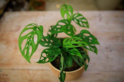 Monstera adansonii "Swiss Cheese Vine"