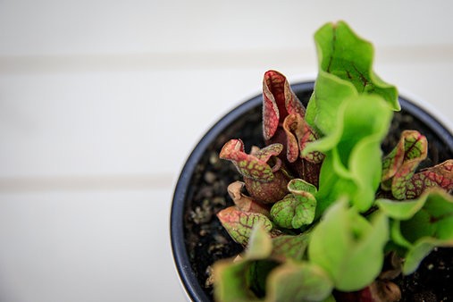 Sarracenia Purpurea "Purple Pitcher"