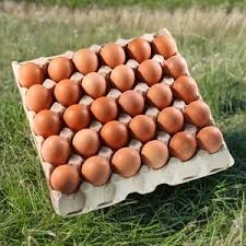 EGGS BARN MIXED GRADE 7 TRAYs/CTN (ZEAGOLD) [CHIL]