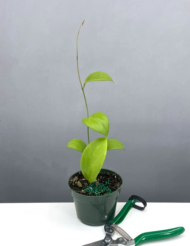 Hoya Kicki