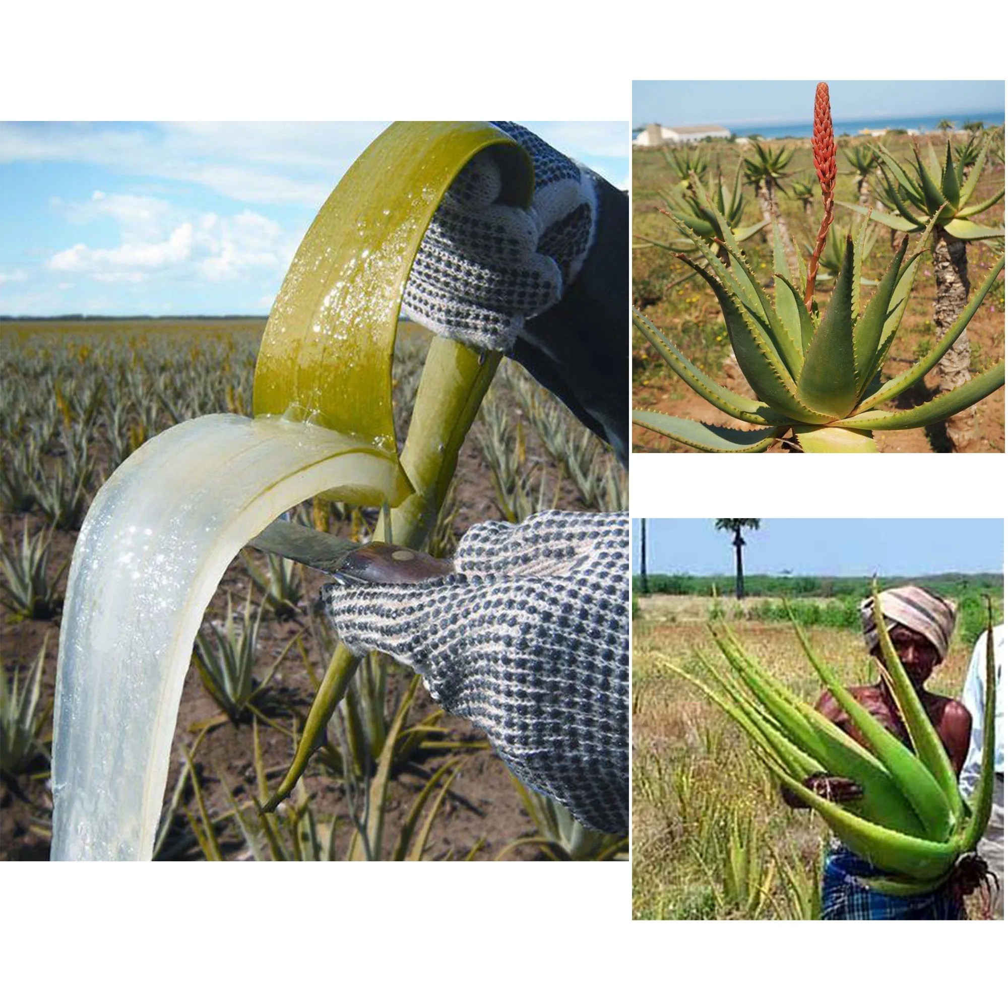 Artisanal African Traditional Layden Nourish Oil  50ml Scalp & Hair Roots Strengthening Moisturizer