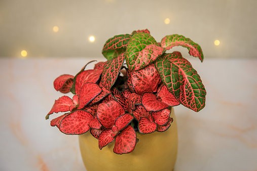 Mutant Fittonia