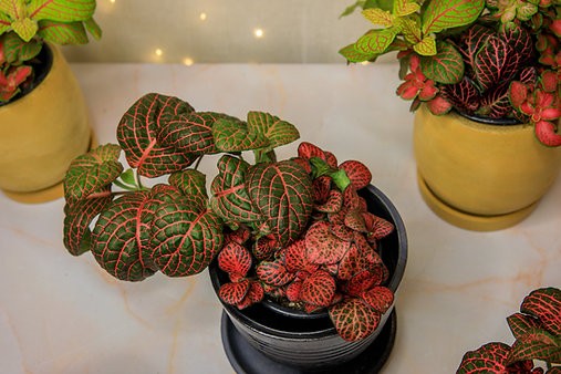 Mutant Fittonia