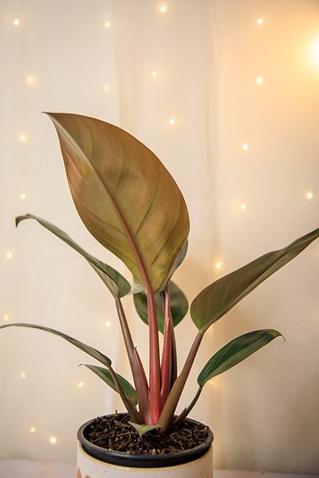 Philodendron "Rojo Congo"