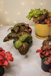 Mutant Fittonia