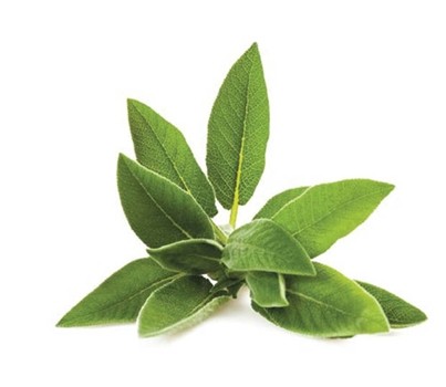 HERB SAGE (PER KG) - [PRODUCE]