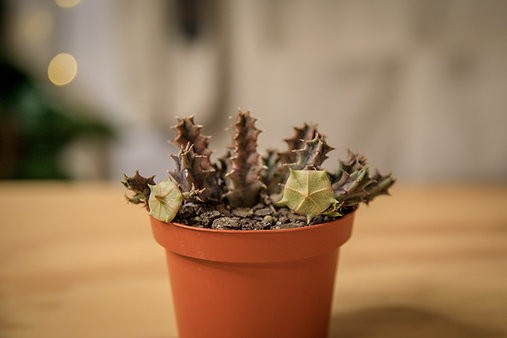 Starfish Cactus "Orbea variegata"