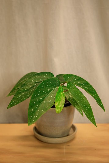 Begonia X corallina 'angel wing begonia'